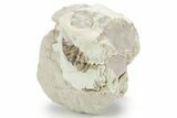 Bargain, Fossil Oreodont (Leptauchenia) Skull - South Dakota #355968-2